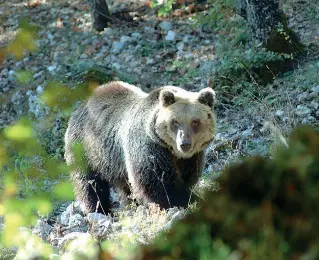  ??  ?? Nel mirino Uno degli orsi reintrodot­ti nel territorio trentino. Il progetto Life Ursus è partito formalment­e nel 1999