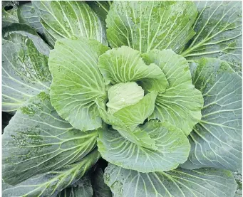  ?? ?? ●
Brassica oleracea or Common cabbage.