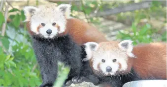  ??  ?? Red Pandas at Drayton Manor Zoo. Photo courtesy of Keith Lloyd.