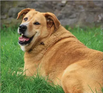  ??  ?? Overweight and obese pets suffer due to their excess weight