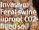  ??  ?? Invasive: Feral swine uproot CO2filled soil