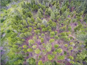  ?? SpecialtoO­kanaganNew­spaperGrou­p ?? DARREN HULL/
Another 16 ha of forest in West Kelowna will be thinned next year, as this stand of trees was in 2016. Also, $50,000 will be available to homeowners who reduce fire risk at their homes.