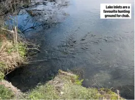  ??  ?? Lake inlets are a favourite hunting ground for chub.