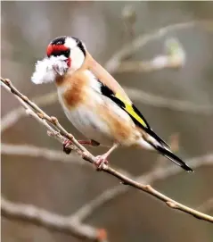  ??  ?? Brian Cartwright commented: “I have managed in the past to get the occasional shot of a bird with nesting material, but never a Goldfinch with a feather. Enjoy!”