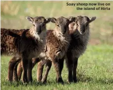  ??  ?? Soay sheep now live on the island of Hirta