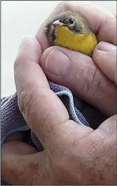  ?? Special to the Democrat-Gazette/JERRY BUTLER ?? This common yellow-throat is held securely just before its release, having been saved from hurting itself inside a motel lobby in Blythevill­e.