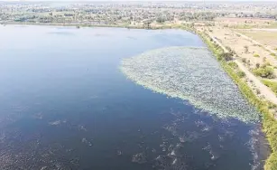  ?? PRASIT TANGPRASER­T ?? Signs of drought have been apparent in Nakhon Ratchasima province since February.