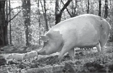  ?? Neon ?? GUNDA trails two of her piglets in the documentar­y, which also follows chickens and cows on various farms.
