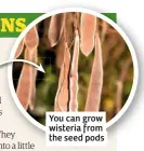  ??  ?? You can grow wisteria from the seed pods