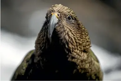  ?? ALDEN WILLIAMS/STUFF ?? Arthur’s Pass village residents are looking at ways to help protect kea.