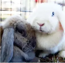  ??  ?? A pair of rabbits snuggle together to stay warm. (Photo by Thomas Howard, SDN)