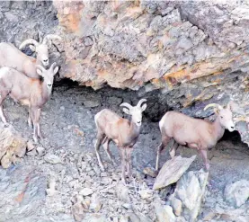  ?? CORTESÍA SEST ?? El gobierno no planea autorizar permisos de caza /