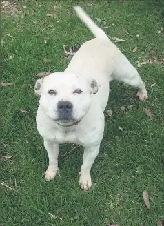  ??  ?? Ghost is still up for adoption at Shepparton Animal Shelter.