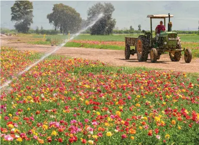  ?? (Ayal Margolin/Flash90) ?? APPRECIATE THE beauty of each day: Buttercup field, April 1.