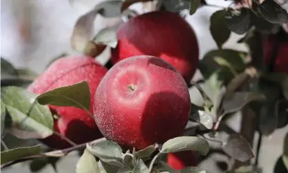  ?? Photograph: Elaine Thompson/AP ?? Cosmic Crisp apples, a new variety and the first-ever bred in Washington state, is expected to be a game changer in the apple industry.