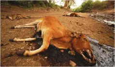  ??  ?? Villagers in Buhera are counting their losses after losing thousands of cattle to the January disease.