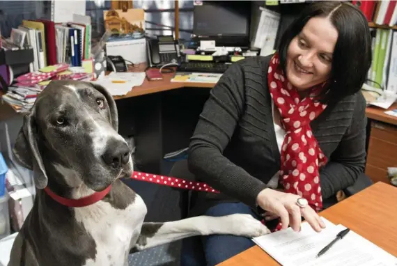  ?? PHOTO: KEVIN FARMER ?? RUFF DAY: YellowBrid­ge disability support team general manager Jodie Collins with her great dane Bonnie on Bring Your Dog to Work Day yesterday.
