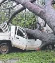  ??  ?? DAMAGED: A car squashed by an uprooted tree on Melville Island as a result of Cyclone Ingrid.