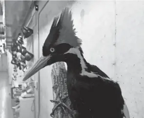  ?? HAVEN DALEY/AP ?? Wildlife officials said “there is no objective evidence” of the continued existence of the ivory-billed woodpecker, last seen in the U.S. in 1944.