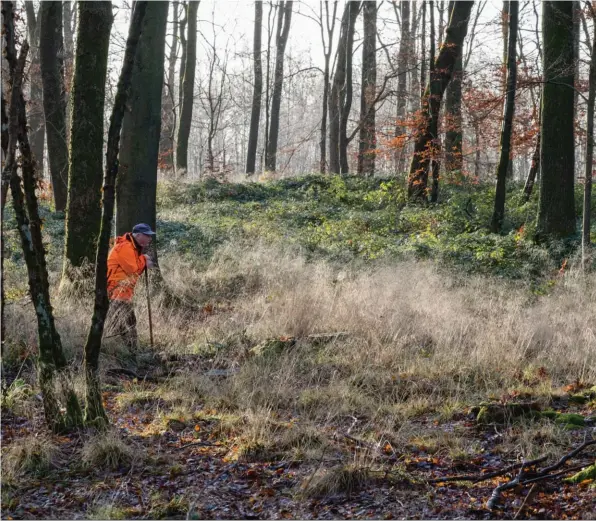  ??  ?? L’ouverture du lot n° 7 semble faire fuir les sangliers vers d’autres secteurs limitrophe­s plus denses. Un écueil pas toujours admis par l’ensemble des chasseurs.