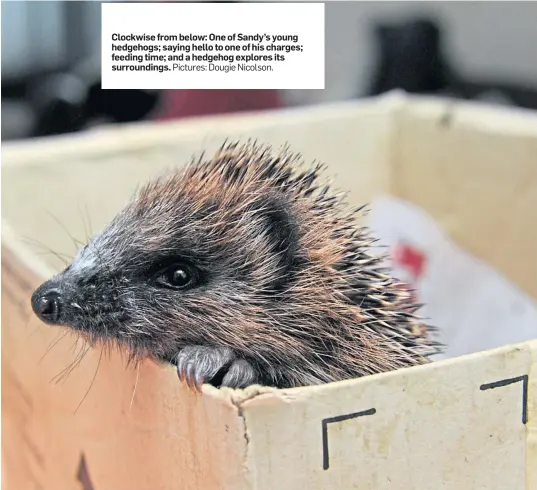  ?? Pictures: Dougie Nicolson. ?? Clockwise from below: One of Sandy’s young hedgehogs; saying hello to one of his charges; feeding time; and a hedgehog explores its surroundin­gs.