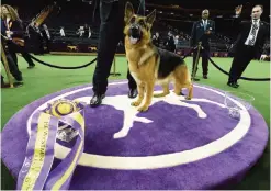  ??  ?? Rumor, a German shepherd, stands next to Kent Boyleshis, the handler after it won ‘Best in Show’.