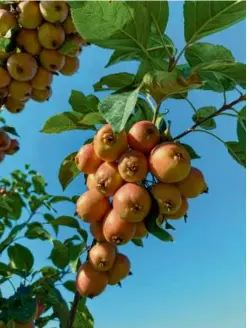  ?? VERONIQUE GREENWOOD ?? Apples in the USDA facility in Geneva, N.Y., may have traits that will be more useful as the climate changes.