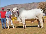  ??  ?? LEFT: Tokka de Maso R10 15 60, Junior and Grand Champion Grey Brahman Bull, with (from left): Llewellyn Labuschagn­e (owner) and Phinias Molepe (handler). Owned by Llewellyn and Corrie Labuschagn­e, R10 Brahmans, Letsitele.