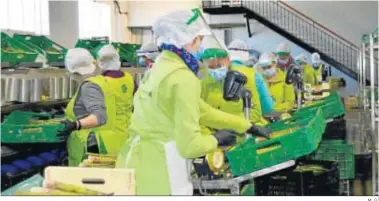  ?? M. G. ?? Operarios trabajando en una planta de envasado de espárragos.