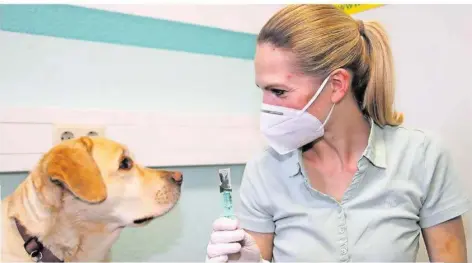  ?? FOTO: SPONHOLZ ?? Die Saarbrücke­r Tierphysio­therapeuti­n Yvonne Riefer behandelt Labrador Quintus mit Blutegeln.