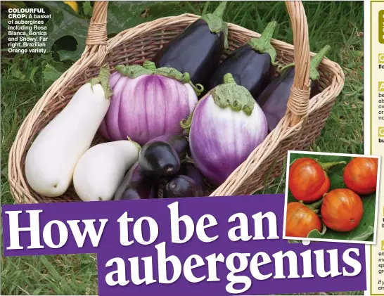  ??  ?? COLOURFUL CROP: A basket of aubergines including Rosa Blanca, Bonica and Snowy. Far right: Brazilian Orange variety