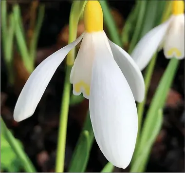  ??  ?? PLAY IT COOL: Snowdrops flower at this time of year and look stunning in huge swathes
