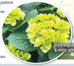  ??  ?? Hydrangeas have a huge variety of colour from a zesty green through to creamy white