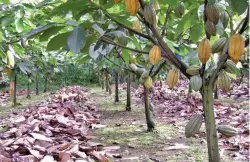  ?? NESTLÉ ?? The world‘s cocoa bean supply will be in jeopardy if millions of smallholde­r cocoa farmers are not urgently educated and empowered to implement production methods aimed at adapting to, and helping to reduce, the negative effects of climate change.