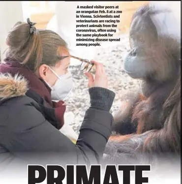  ??  ?? A masked visitor peers at an orangutan Feb. 8 at a zoo in Vienna. Scivtentis­ts and veterinari­ans are racing to protect animals from the coronaviru­s, often using the same playbook for minimizing disease spread among people.