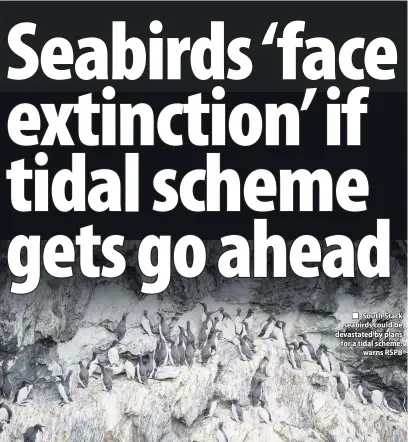  ??  ?? ■ South Stack seabirds could be devastated by plans for a tidal scheme, warns RSPB