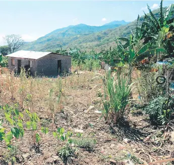  ?? FOTOS: JUAN CÉSAR DÍAZ ?? Los productore­s que mantienen sus cultivos con goteo se están viendo afectados con la falta de abastecimi­ento de agua para sus cosechas.