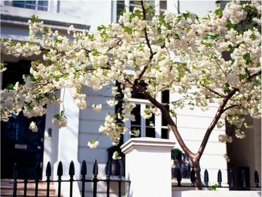  ??  ?? Top A haze of dreamy white cherry blossom brings a delicate beauty to the front of this west London home CITY SUN
