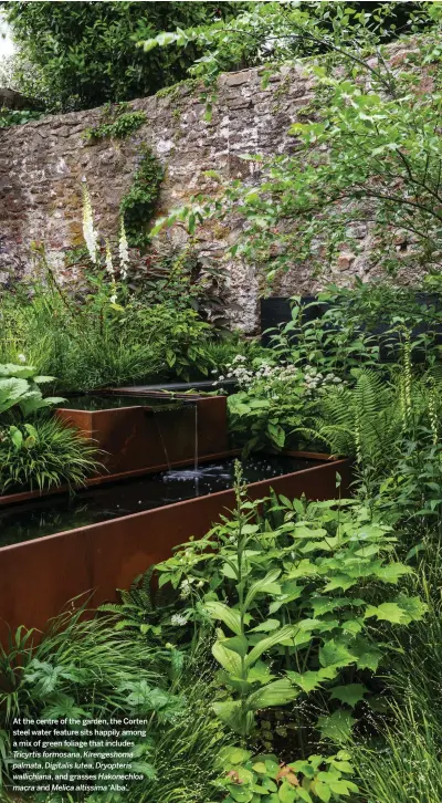  ??  ?? At the centre of the garden, the Corten steel water feature sits happily among a mix of green foliage that includes
Tricyrtis formosana, Kirengesho­ma palmata, Digitalis lutea, Dryopteris wallichian­a, and grasses Hakonechlo­a macra and Melica altissima ‘Alba’.