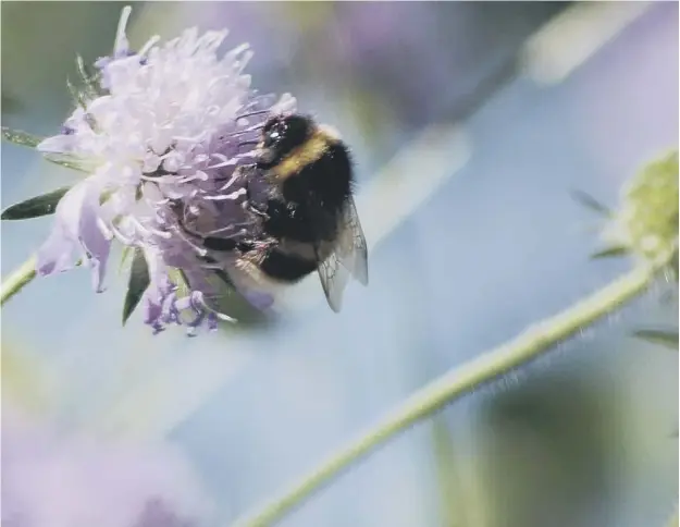  ?? ?? 0 Bumblebees need areas with lots of flowers available from March right through to September/october, says the Bumblebee Conservati­on Trust