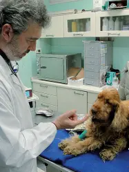  ??  ?? Dal veterinari­o Un’azienda paga i permessi per curare gli animali