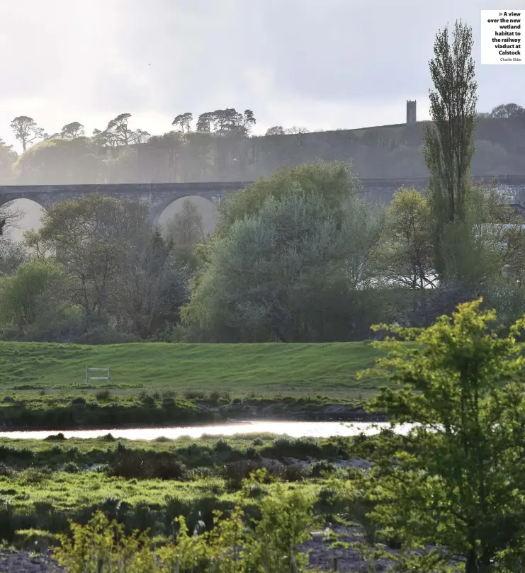  ?? Charlie Elder ?? > A view over the new wetland habitat to the railway viaduct at Calstock