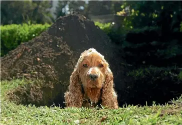  ??  ?? If there’s an area where you don’t want your dog to dig, fence it off.