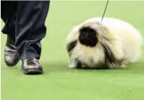  ??  ?? The Pekingese ‘Pequest Primrose’ and trainer compete during the Toy Group judging at the 143rd Westminste­r Kennel Club Dog Show.