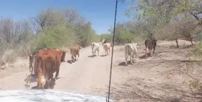  ?? ?? l Casi una tercera parte de los ganaderos del Sur de Sonora han abandonado la actividad.