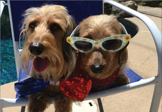  ??  ?? Our two Wire-haired Dachshunds enjoying the sun.