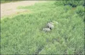  ?? PHOTO COURTESY: UTTARAKHAN­D FOREST DEPARTMENT ?? ■ Elephants in sugarcane fields captured by drone-mounted cameras in Uttarakhan­d.