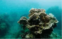  ?? — reuters ?? A school of fish passes a coral reef in the waters off the coast of southeaste­rn Rayong province, Thailand, on February 28, 2024.