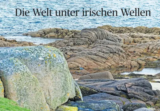  ?? [Thomas Schneider] ?? Die Gezeitentü­mpel zwischen den Felsen: ein Aquarium en miniature. Die zerklüftet­e irische Küstenlini­e bietet viel Gelegenhei­t zum Rockpoolin­g.