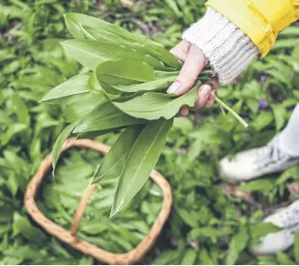  ?? ?? There are lots of ramsons ready for picking, if you know where to look